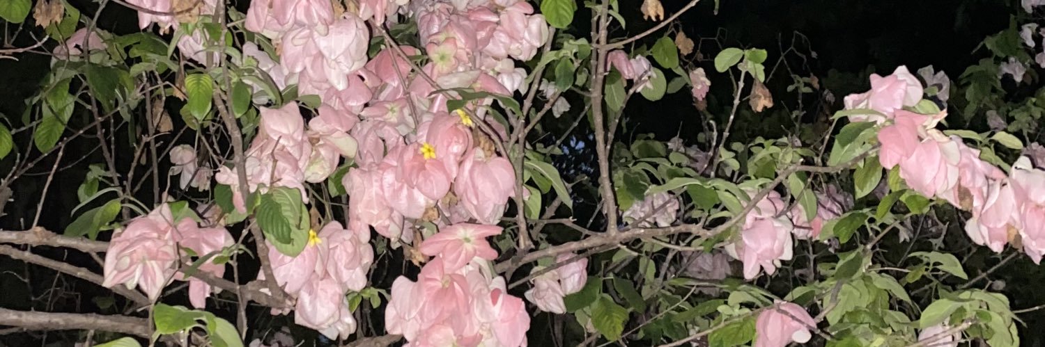 tk(🌺) banner