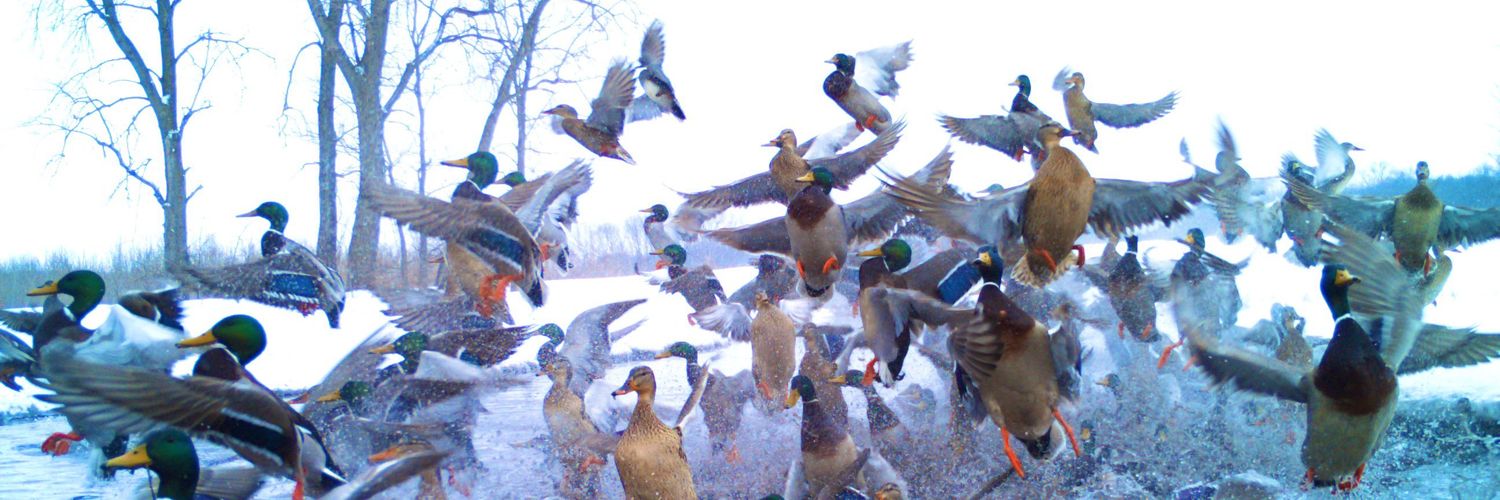 Jonathan Brott banner