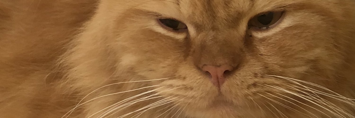 ᴛʜᴇ ᴍᴜғғɪɴ ᴍᴀɴ???❄️🌙 banner