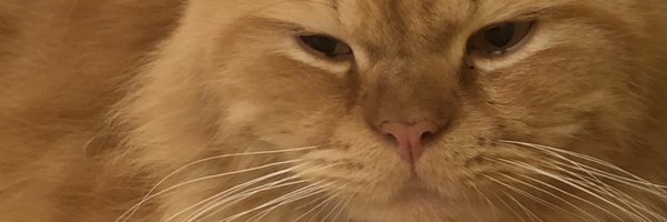 egglattae Profile Banner