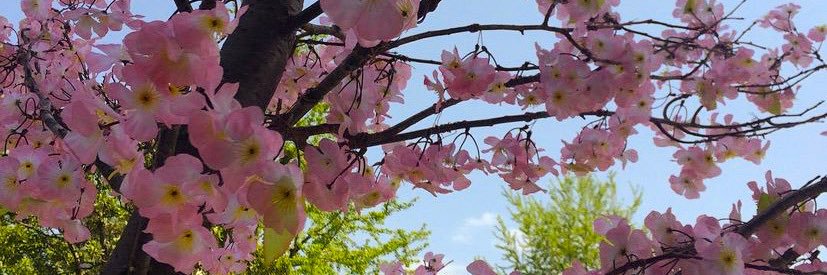mayimee's profile banner image