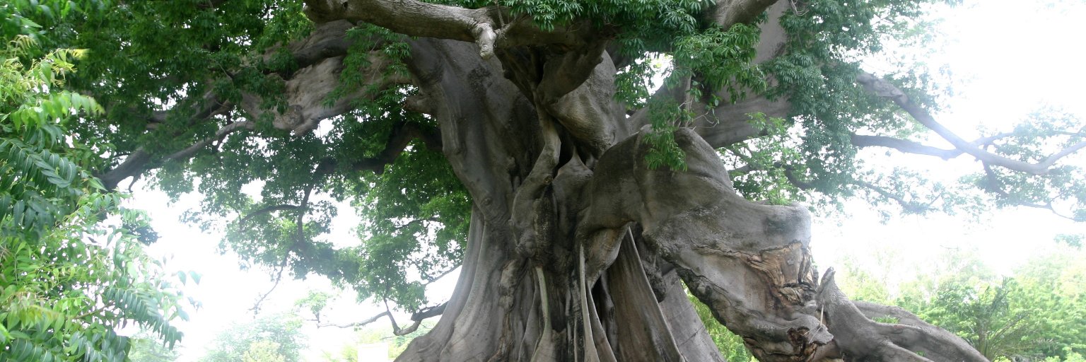 Robyn d'Avignon banner