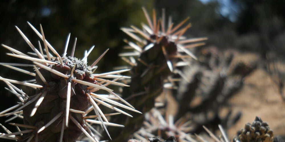 Tbird_juniper's profile banner image