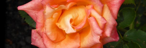 Frisian77 Profile Banner