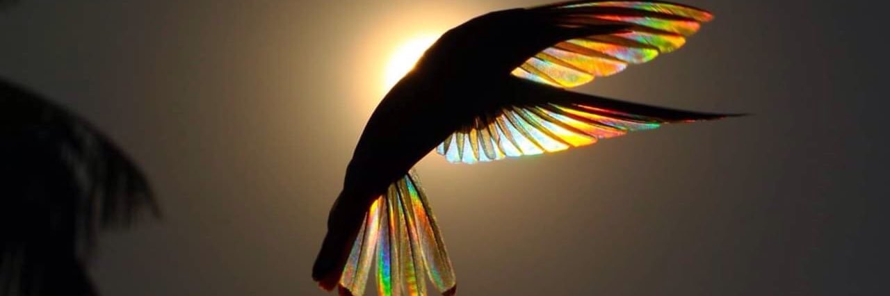curiouscolibri's profile banner image
