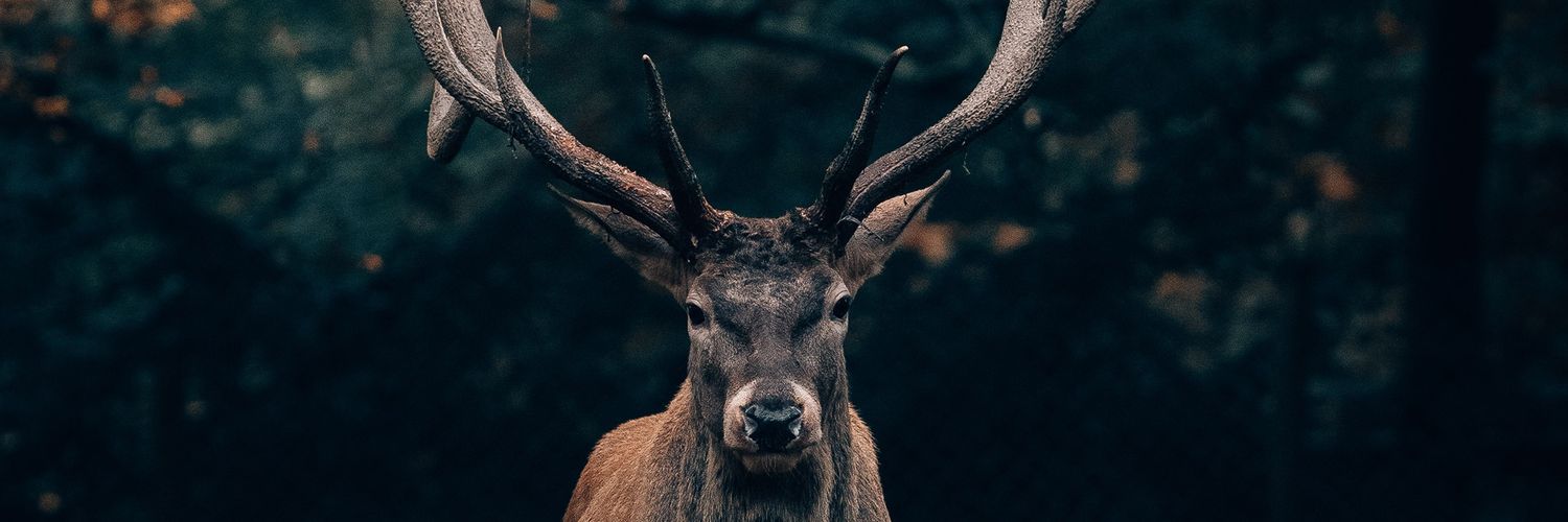 fafifujuh's profile banner image