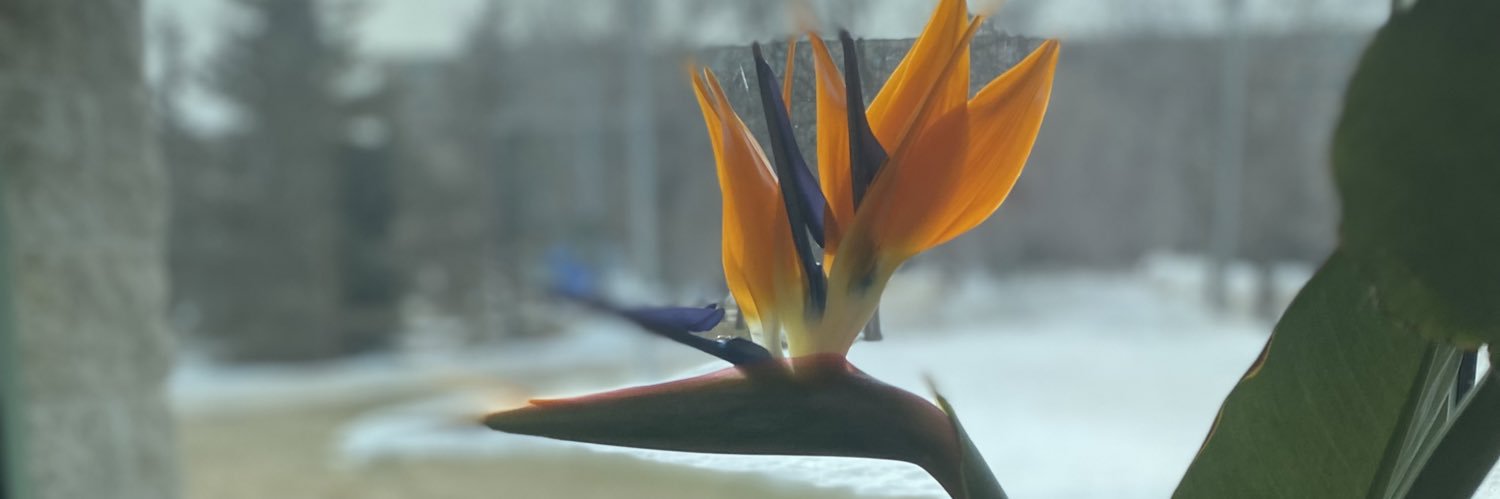 david gregory banner