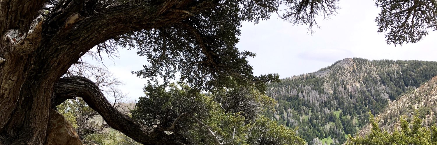 Andrea Wallace banner