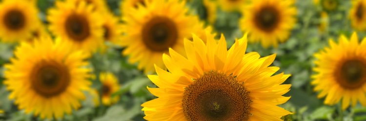 _psmile's profile banner image