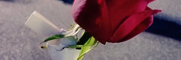 なにわのあゆみん🐷🌹 banner