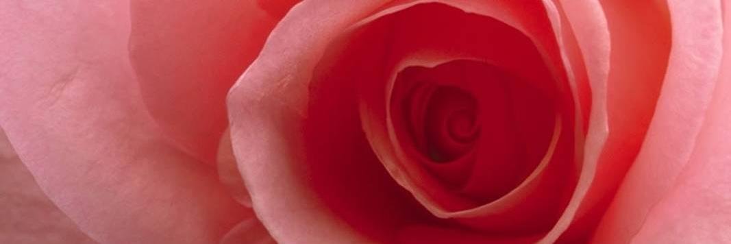 indahpink's profile banner image