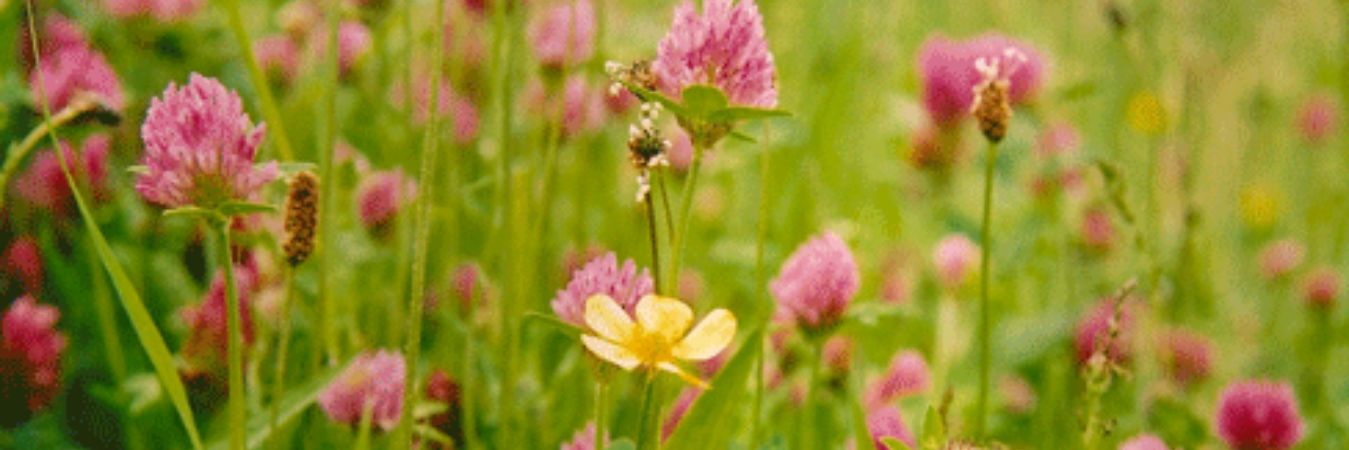 Tish Marrable banner