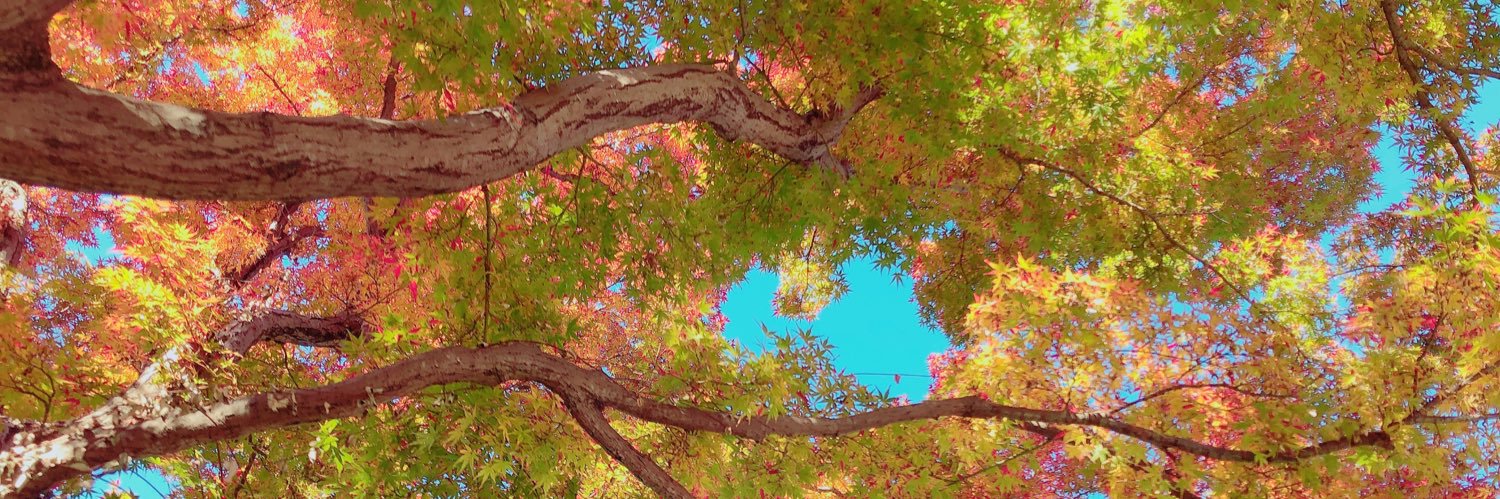 TOTOTOTOTORIs's profile banner image