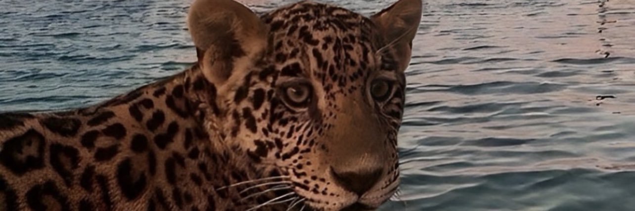 basmahhhh's profile banner image