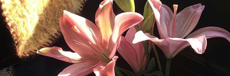 cupofthaitae's profile banner image