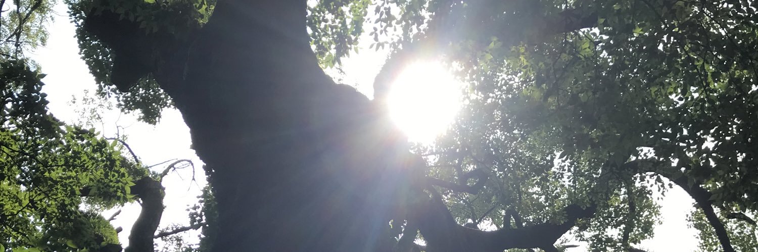 LelienLe's profile banner image