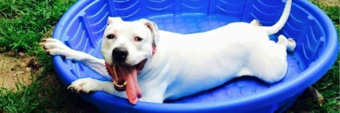 RHDogRescue's profile banner image