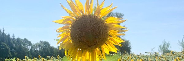 Milesband Profile Banner