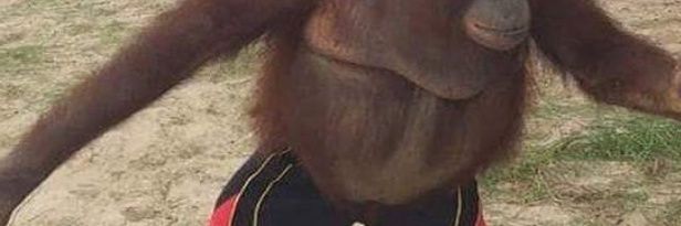 mememannen's profile banner image