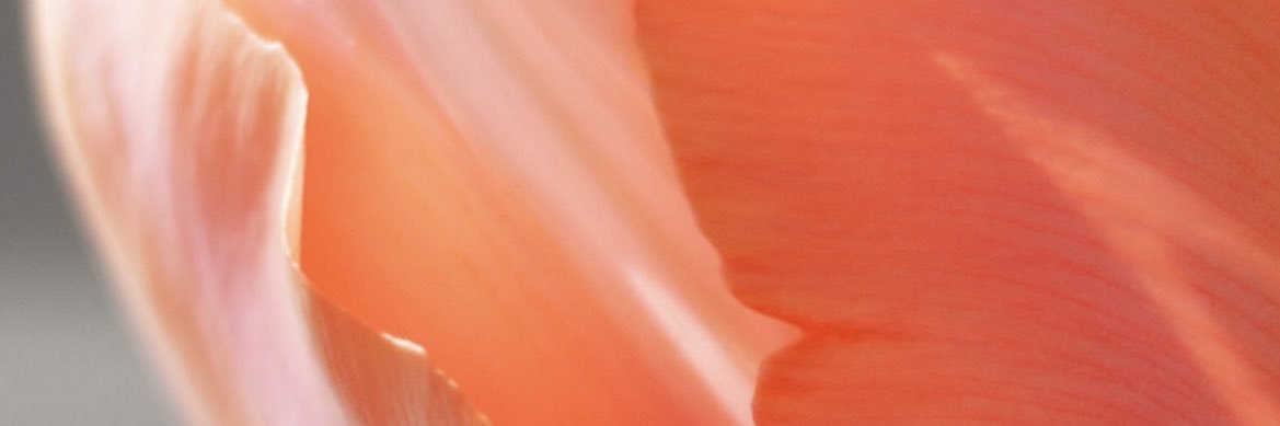matchacoo's profile banner image