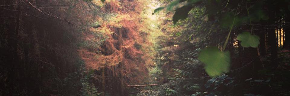 susannah_cox's profile banner image