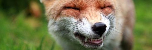 hourlyfoxes Profile Banner