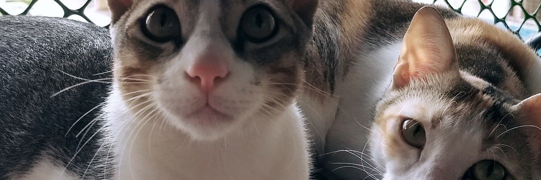 saneeapatel's profile banner image