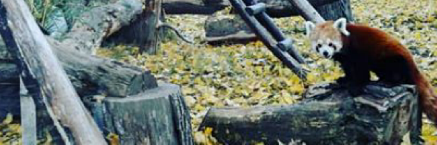 LenkaBerry's profile banner image