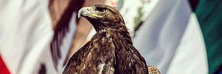TOVARALEJANDR00's profile banner image