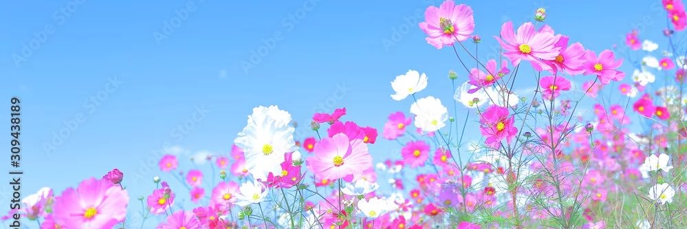 rapu98a's profile banner image