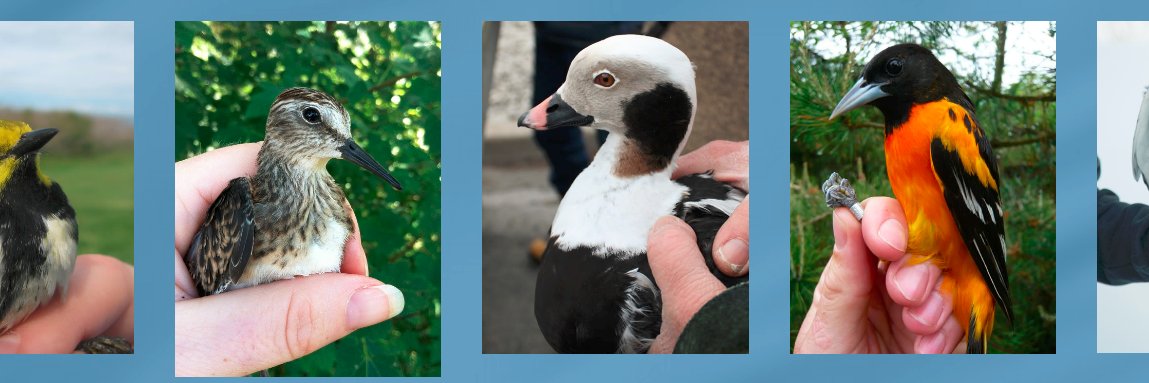 Eastern Bird Banding banner