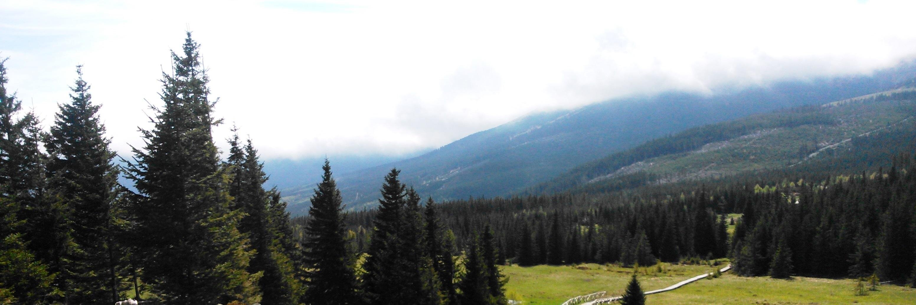 Michalina Solińska banner