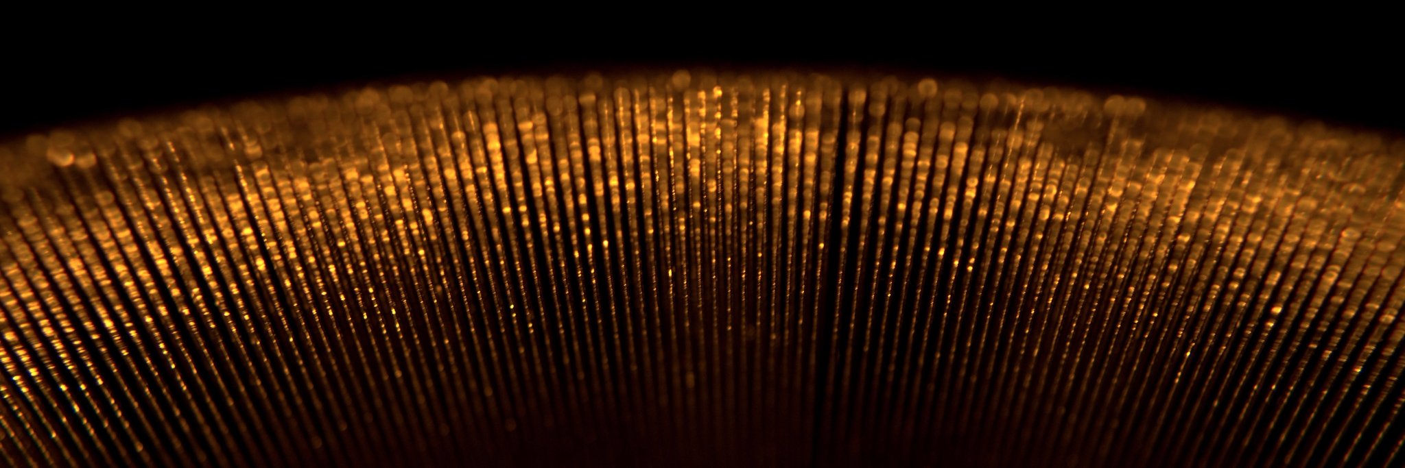 SC Custom Backing Tracks banner