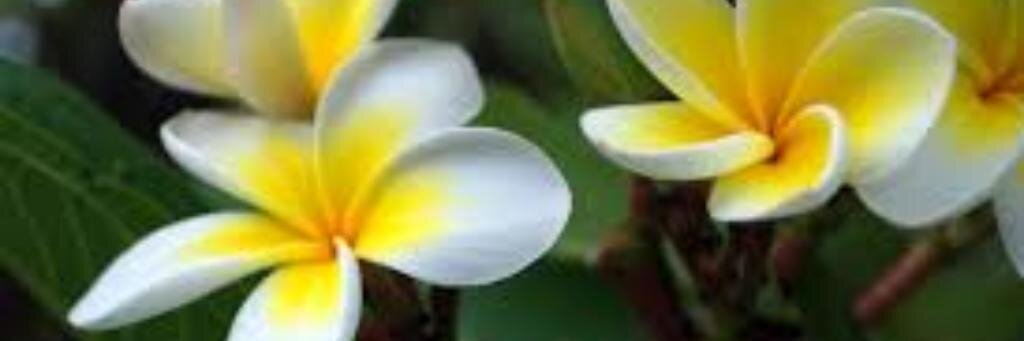 RobynKotzker's profile banner image