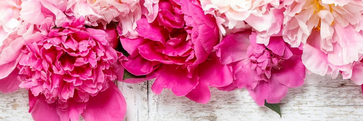 srobertsx's profile banner image