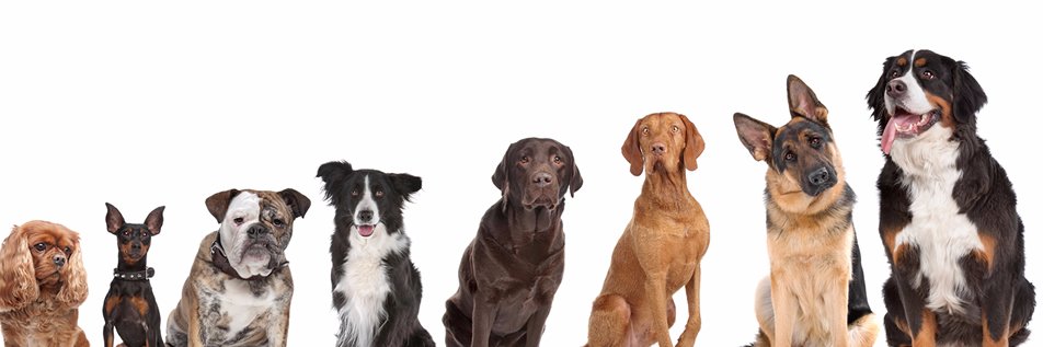 1callingalldogs's profile banner image