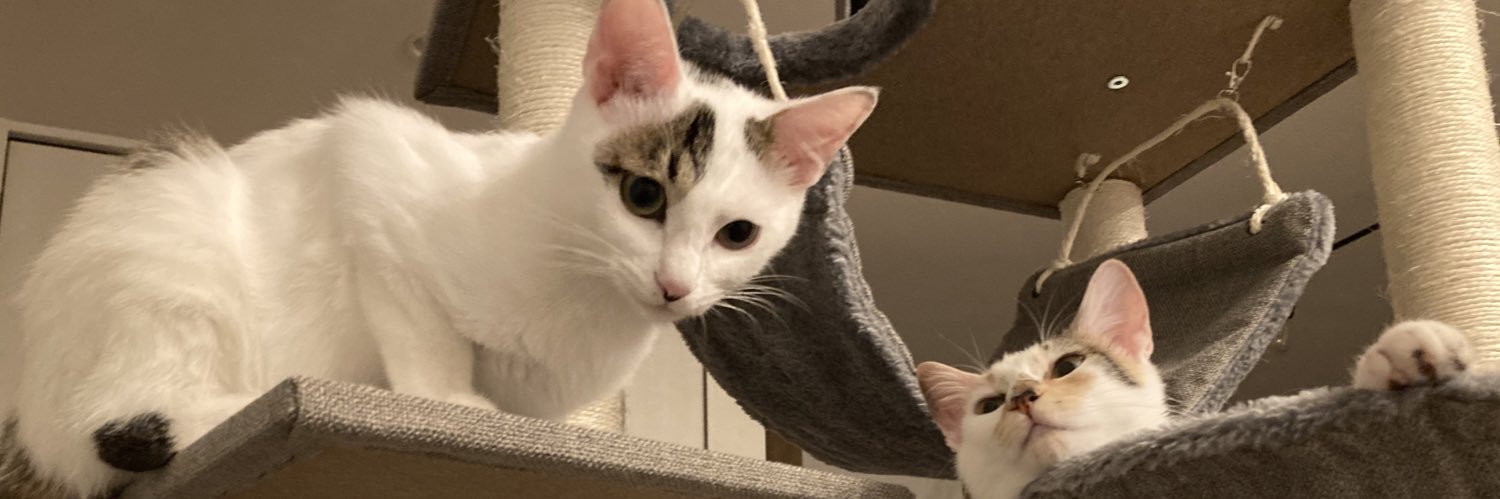 ponko2bunbun's profile banner image