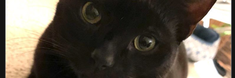 WildeFranc's profile banner image