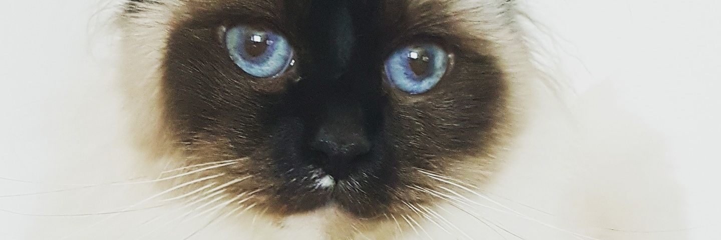 DelmerCeline's profile banner image
