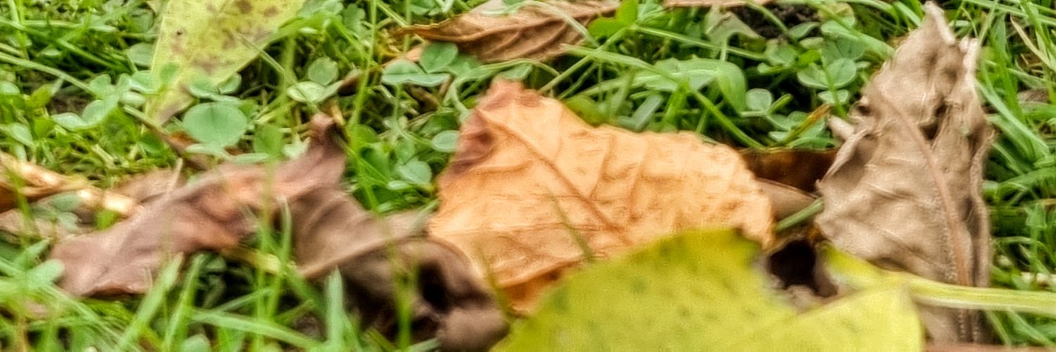 Callisto🍉 banner