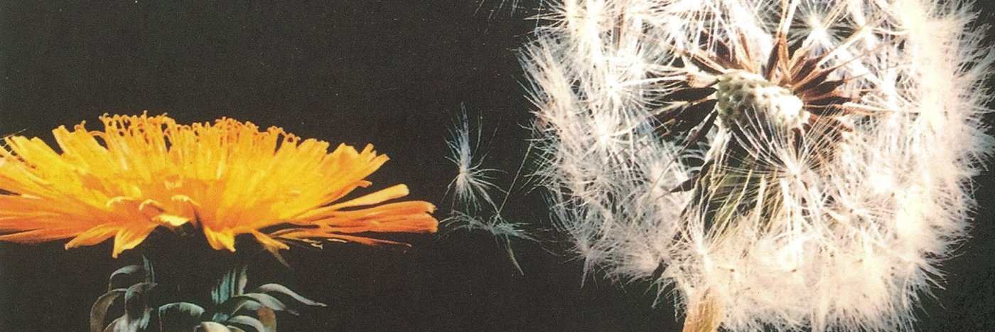 Meaghan Ritchey banner