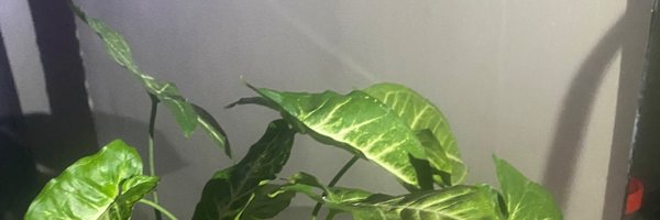 RahmaOJimoh Profile Banner