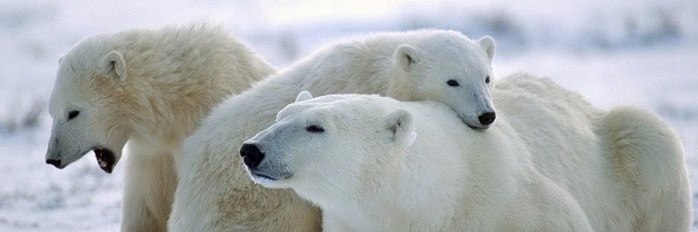 kids_animals's profile banner image