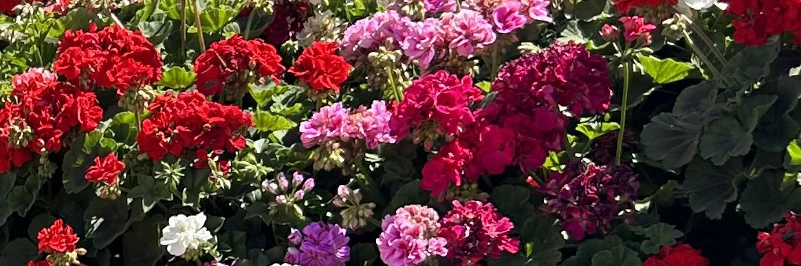 eugemellano's profile banner image