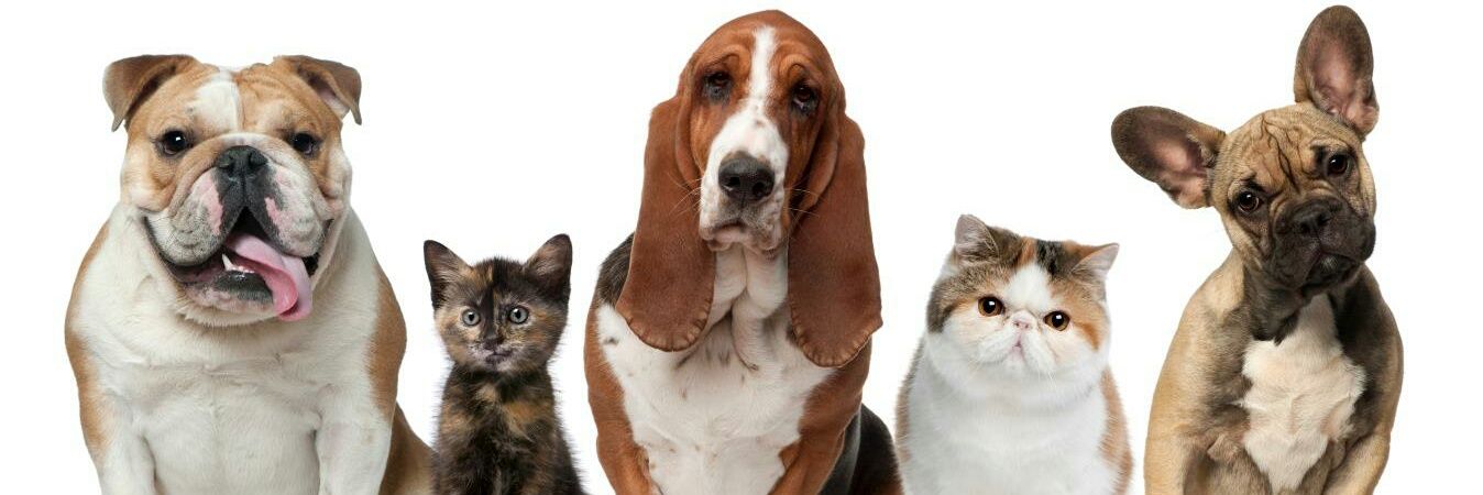 Adopciones España banner