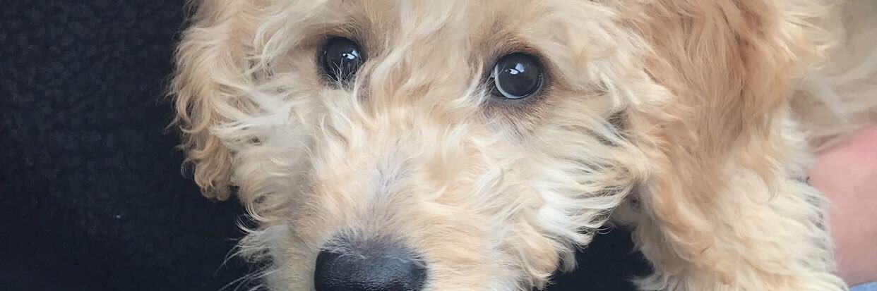 Jamie Gehling banner