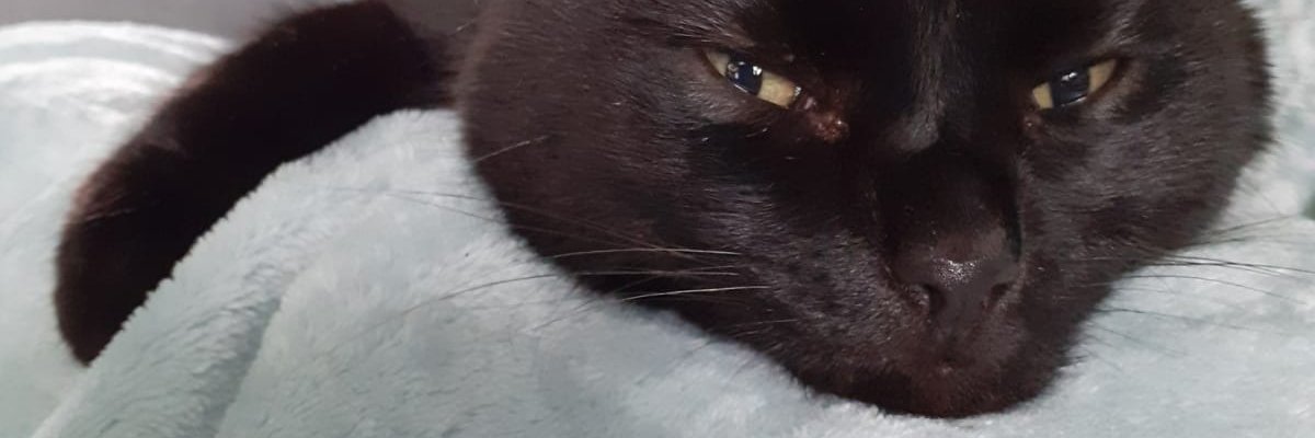 buttmonkey65's profile banner image