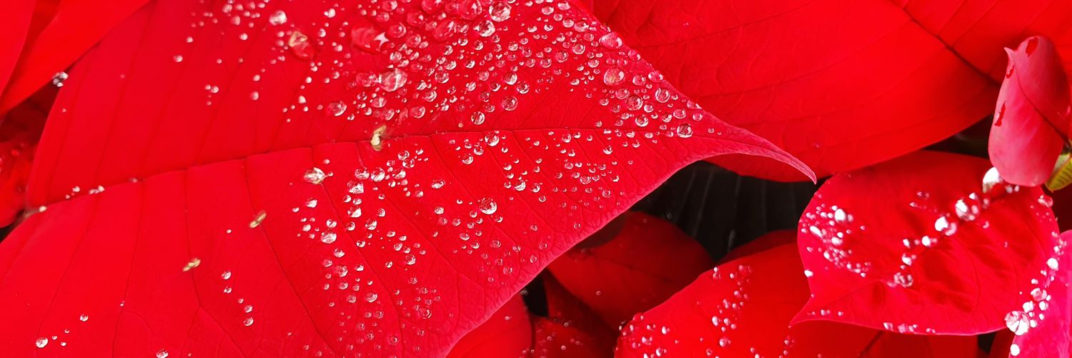 iebood's profile banner image