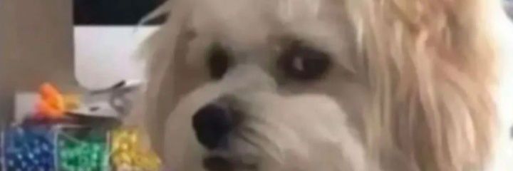 samtobaz's profile banner image