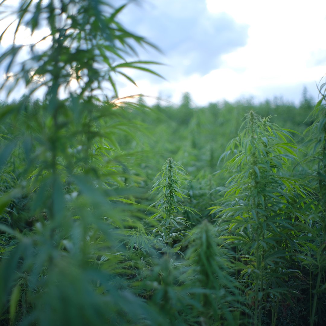 Medical Marijuana, Inc banner